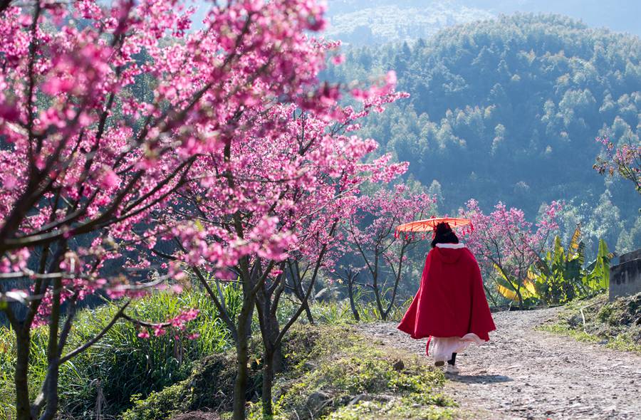 游人著古裝在櫻花園漫步。劉其燚攝