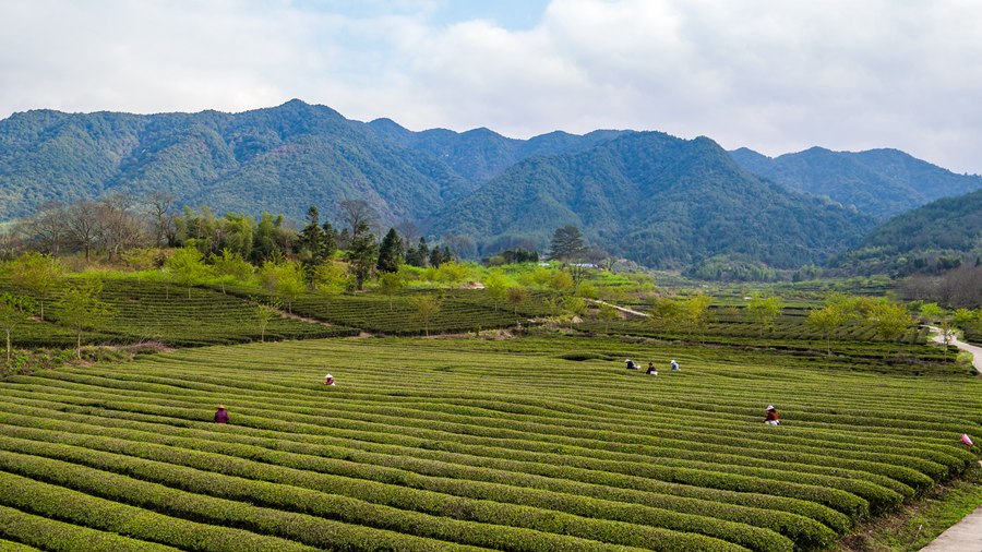 陽春三月，漫山遍野的茶樹為山坡披上了綠裝。黃尉峰攝