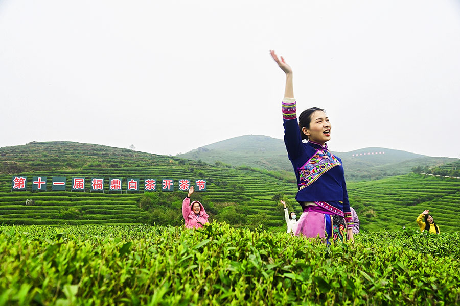 嘹亮的喊山開茶聲此起彼伏地回蕩山間。謝樹淵攝