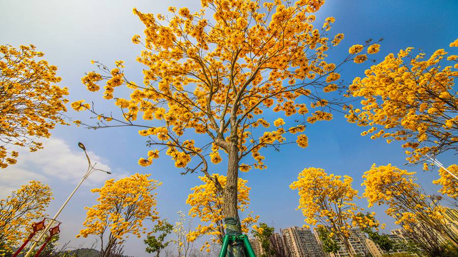 寧德蕉城黃花風(fēng)鈴木花朵盛放。李慶如攝