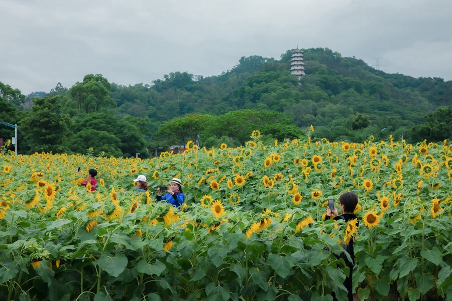 近日，漳州的一片向日葵花海走紅，吸引市民游客云集打卡。漳州市職業(yè)攝影協(xié)會(huì)供圖