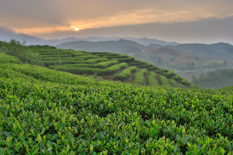 位于平均海拔800—1200米的政和縣澄源鄉(xiāng)云根茶業(yè)基地。賀角攝