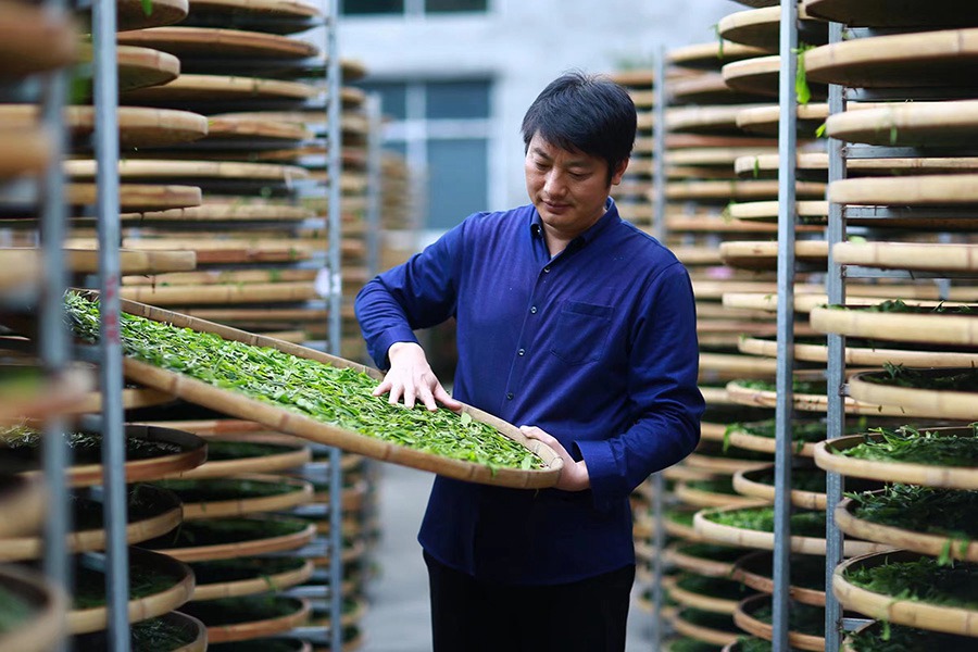 政和白茶制作技藝省級非遺傳承人許益燦查看茶葉萎凋情況。宋觀輝攝