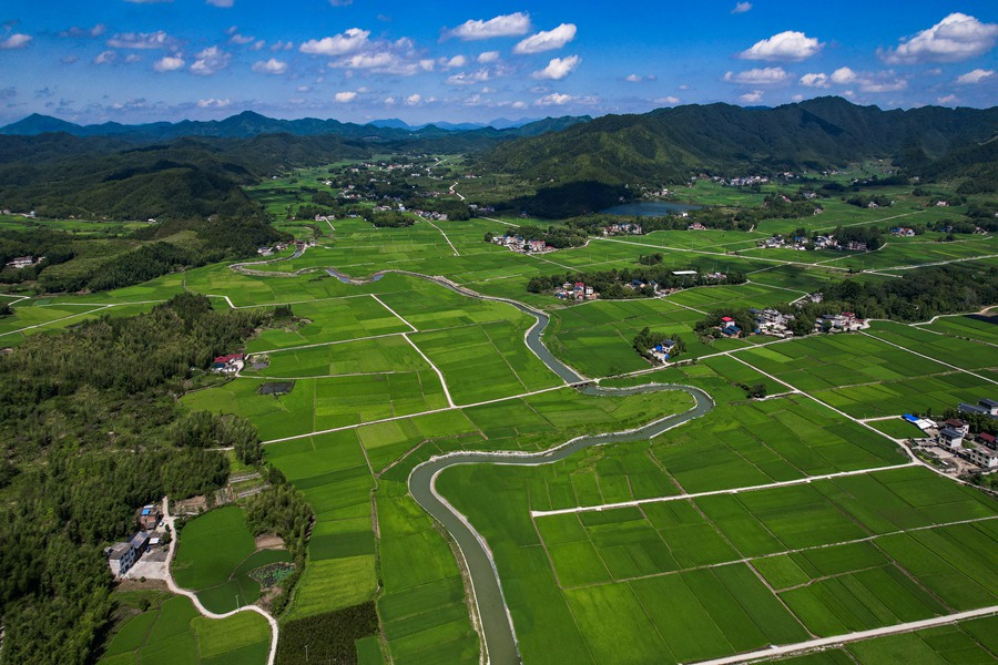 田壟如畫，整齊分布在溪水兩側(cè)。黃尉峰攝