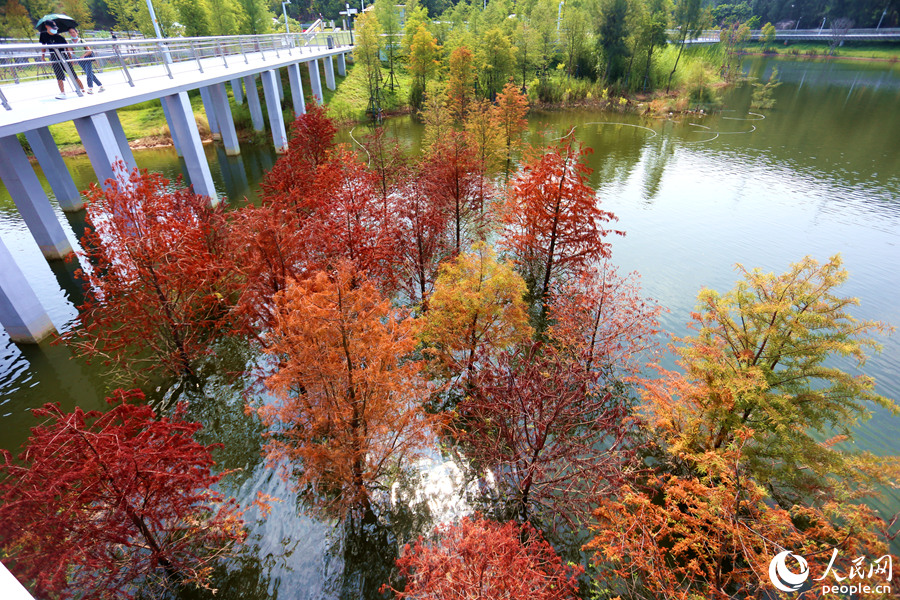 廈門山海健康步道林海線東山環(huán)廊的落羽杉換上“秋裝”。人民網(wǎng) 陳博攝