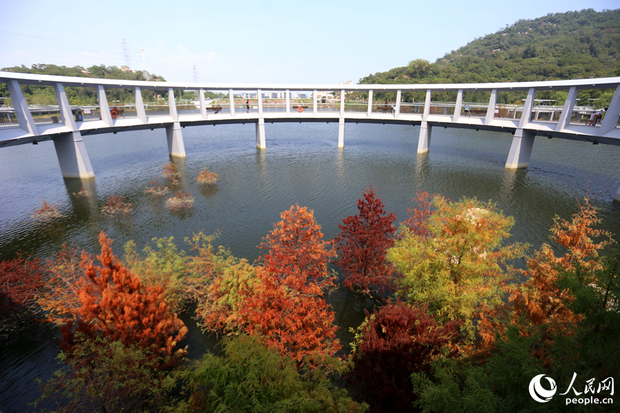 東山環(huán)廊內(nèi)的多彩落羽杉。人民網(wǎng) 陳博攝