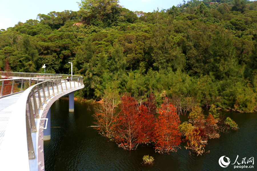 廈門(mén)山海健康步道林海線旁的落羽杉。人民網(wǎng) 陳博攝