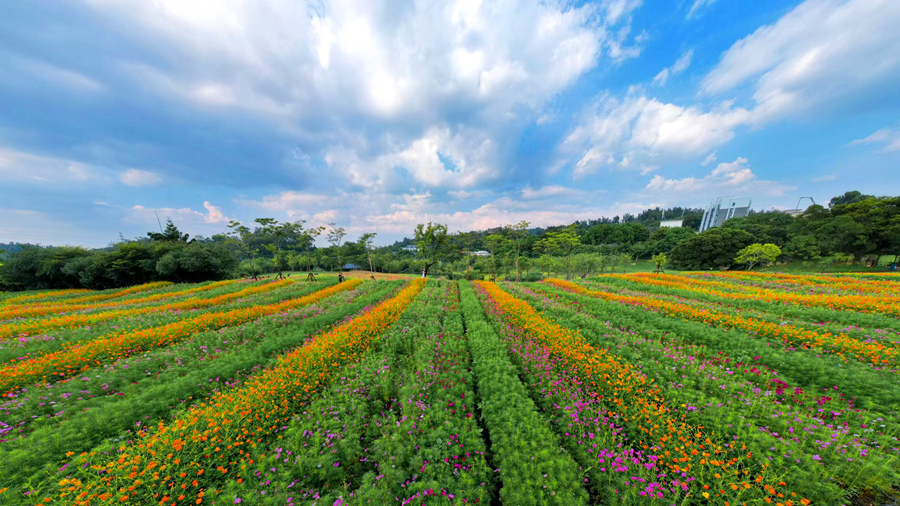 廈門市園林植物園西山園波斯菊花海。許秋珩攝