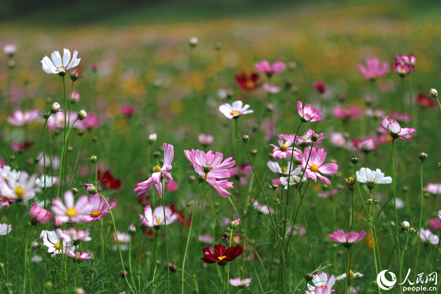 粉紅相間的波斯菊。人民網(wǎng) 陳博攝