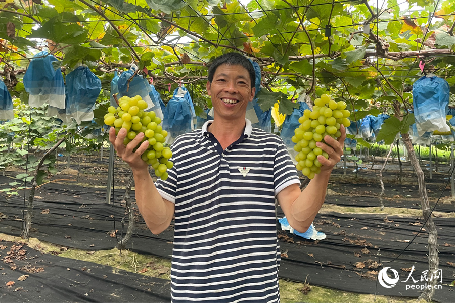 廈門集美區(qū)灌口鎮(zhèn)雙嶺村金玲瓏葡萄喜獲豐收。人民網(wǎng) 蘇海森攝