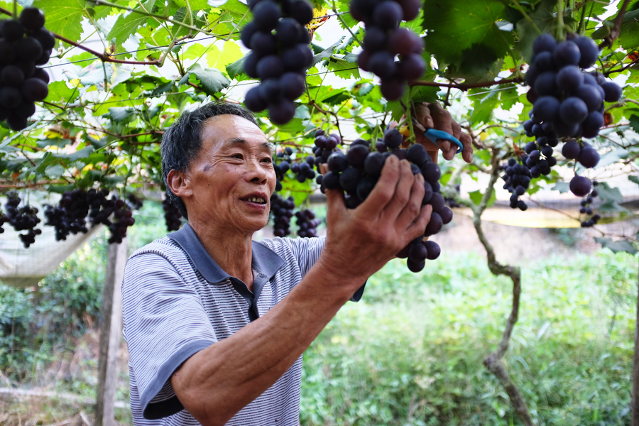 寧德壽寧縣鳳陽(yáng)鎮(zhèn)的高山晚熟富鋅葡萄串串色澤紫黑、飽滿圓潤(rùn)。鄭鎮(zhèn)攝