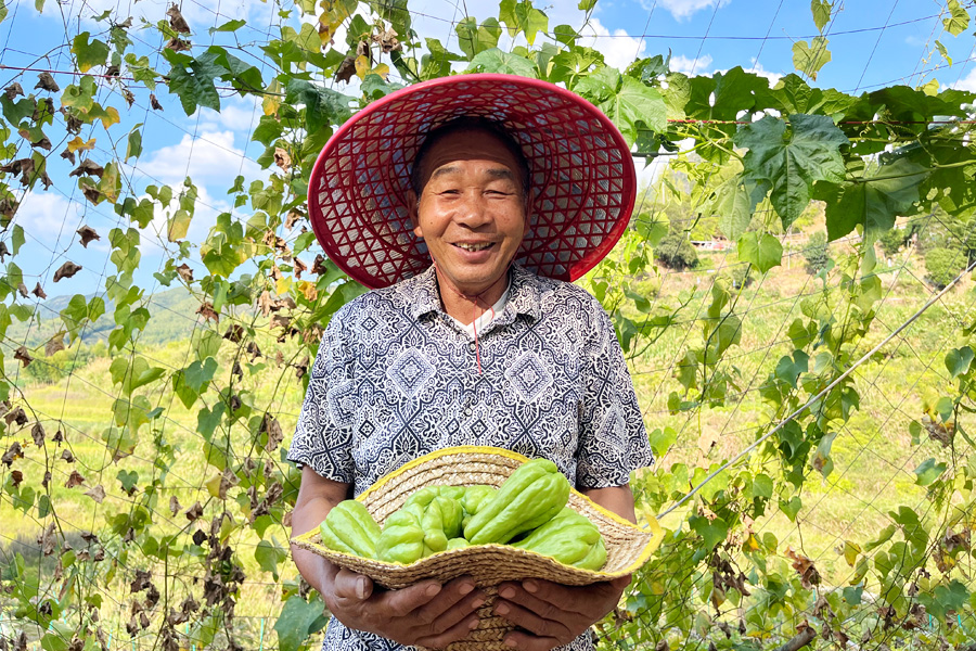 泉州德化縣赤水鎮(zhèn)素有“佛手瓜之鄉(xiāng)”的美譽(yù)，這兒的佛手瓜鮮嫩翠綠、個(gè)大飽滿。據(jù)了解，今年赤水鎮(zhèn)種植的800畝佛手瓜，每畝產(chǎn)量8000—10000斤。林雅萍攝