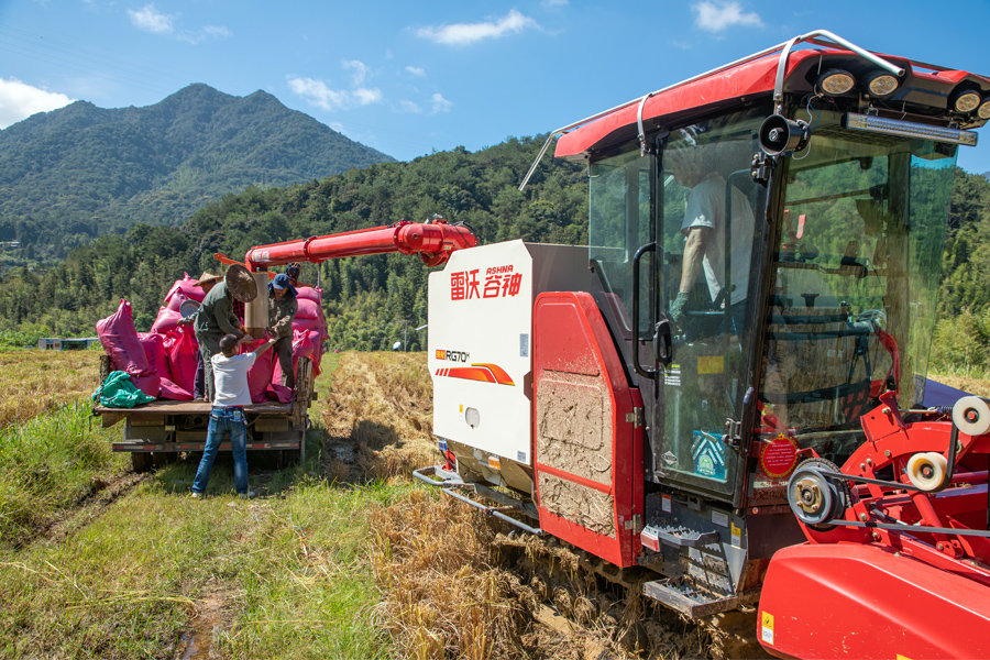 龍巖新羅區(qū)巖山鎮(zhèn)萊山村70余畝稻田里，農(nóng)戶們奔忙在田間地頭，做到防疫不缺位、秋收不誤時(shí)。張銳暢攝