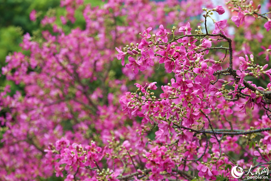 廈門郵輪中心附近的美麗異木棉花開滿樹。人民網(wǎng) 陳博攝