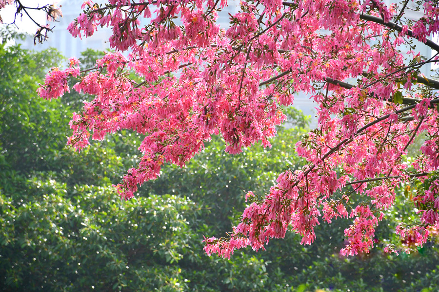 廈門白鷺洲公園內(nèi)的美麗異木棉花朵成串綻放。胡婉琪攝