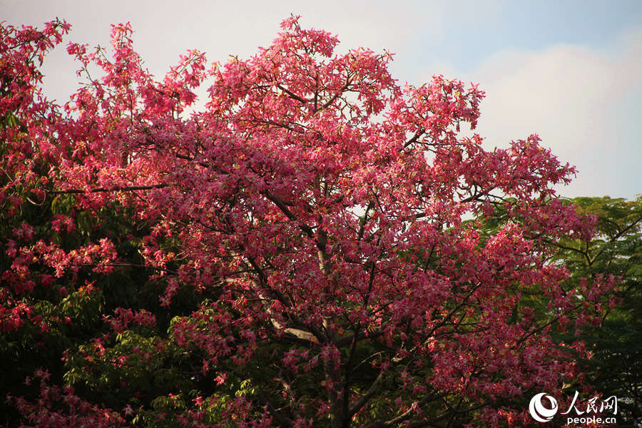 廈門白鷺洲公園內(nèi)的美麗異木棉花朵成串綻放。人民網(wǎng) 陳博攝