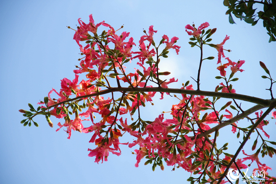 廈門白鷺洲公園內(nèi)的美麗異木棉花朵成串綻放。人民網(wǎng) 陳博攝