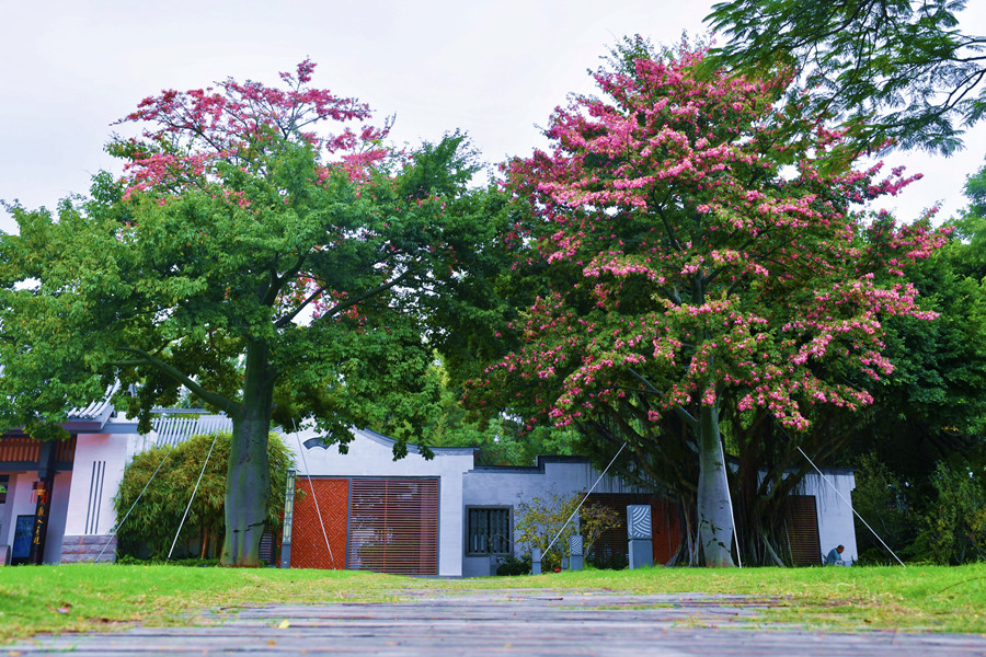 廈門白鷺洲公園內(nèi)的美麗異木棉。胡婉琪攝