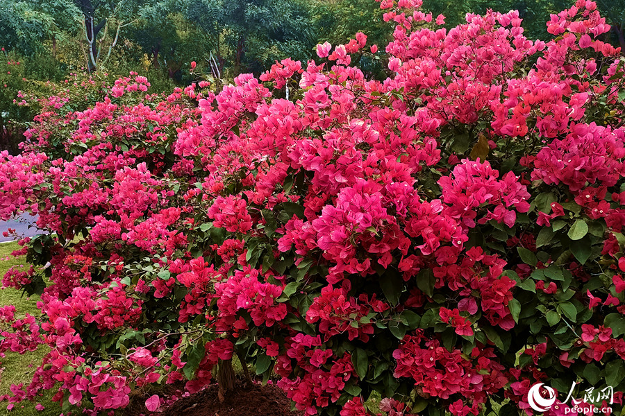 廈門市思明區(qū)白鷺洲公園內(nèi)，三角梅紅似火燃放熱情。人民網(wǎng) 陳博攝