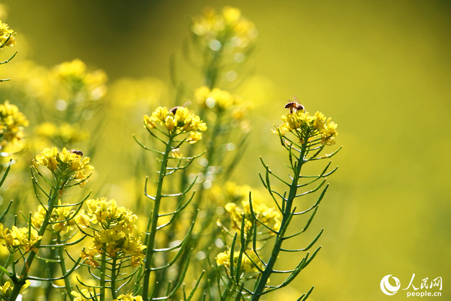 廈門市同安區(qū)蓮花鎮(zhèn)的油菜花盛開成海，淡淡花香隨風(fēng)飄散，沁人心脾。人民網(wǎng) 陳博攝