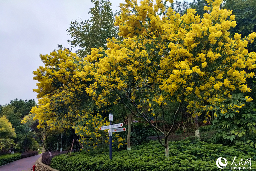 廈門市湖里區(qū)薛嶺山公園內(nèi)金合歡滿樹黃花。人民網(wǎng) 陳博攝