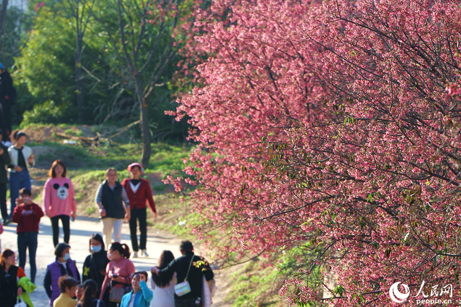 正當(dāng)踏春賞花好時(shí)節(jié)，鰲冠村的櫻花林迎來不少市民游客。人民網(wǎng) 陳博攝