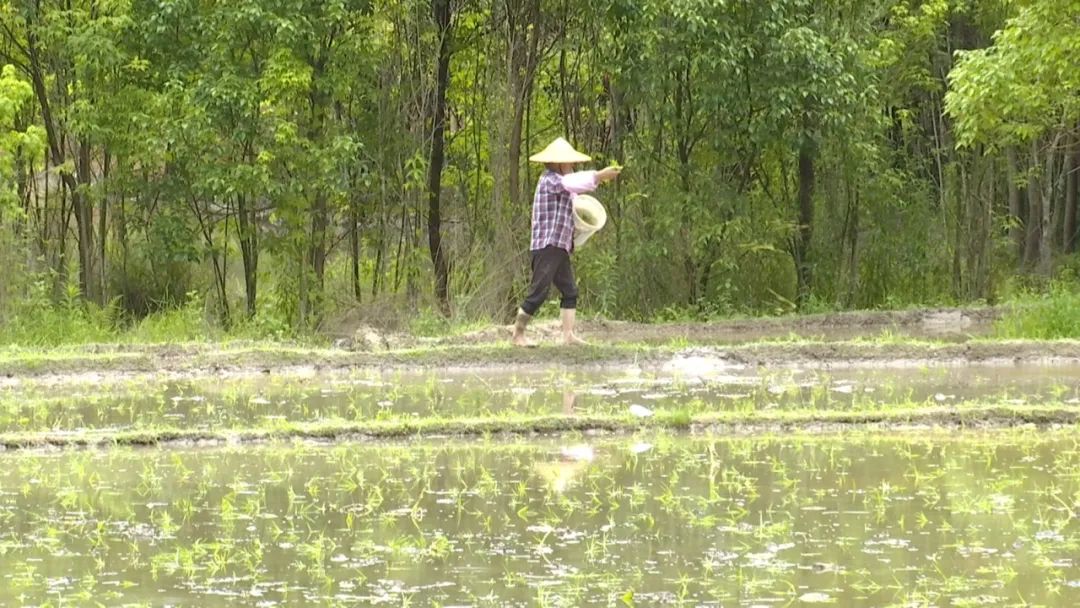 村民在田間拋秧苗。