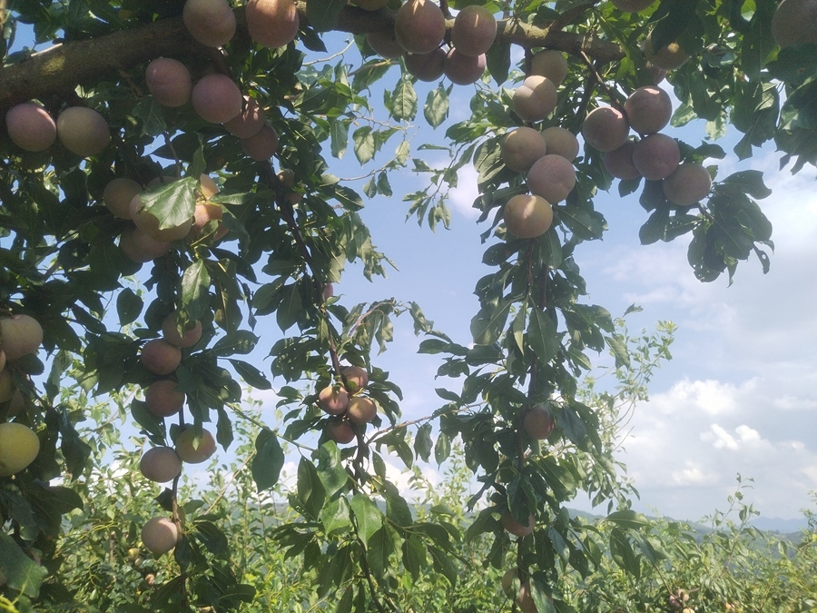 鮮紅的李子掛滿枝頭。