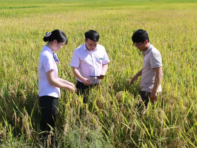 農(nóng)行福建分行工作人員深入田間地頭，與科技特派員面對面交流