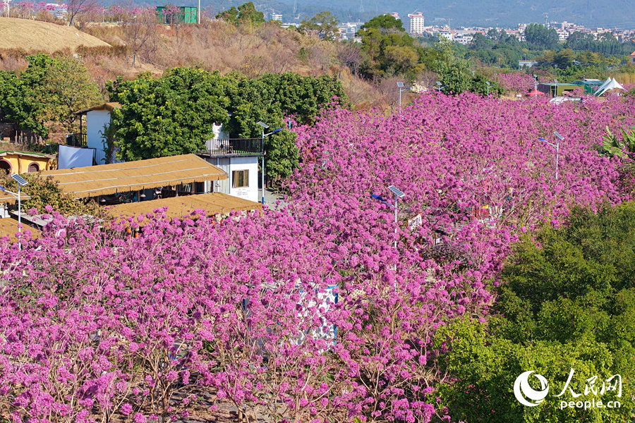 從高處俯瞰，200余畝紫花風(fēng)鈴木花開(kāi)成海美如畫(huà)。人民網(wǎng)記者 陳博攝